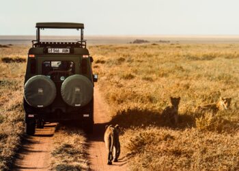Safaris and Wildlife Adventures