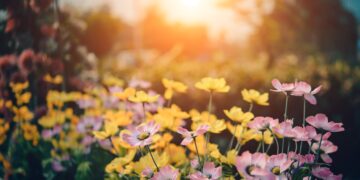 A Guide to Indoor Gardening: Bringing Greenery Indoors