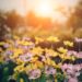 A Guide to Indoor Gardening: Bringing Greenery Indoors