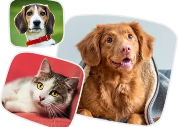 Pet Health: CanadaVetExpress as the Premier Destination for American Pet Owners
