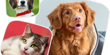 Pet Health: CanadaVetExpress as the Premier Destination for American Pet Owners