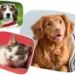Pet Health: CanadaVetExpress as the Premier Destination for American Pet Owners