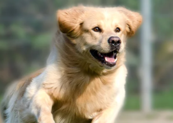 BudgetVetCare: The Preferred Online Destination for Pet Owners in the USA