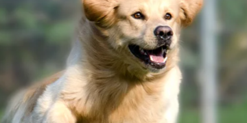 BudgetVetCare: The Preferred Online Destination for Pet Owners in the USA