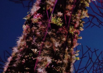 Viator.com: A Gateway to Unforgettable Experiences for Travelers from the USA and UK