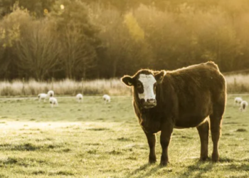 Daylesford.com: A Beloved Destination for Organic Living in the UK