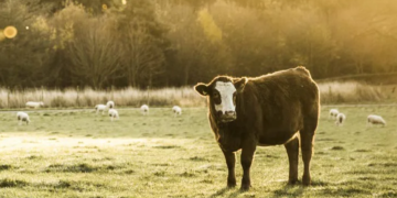 Daylesford.com: A Beloved Destination for Organic Living in the UK