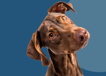 High-Quality Pet Supplies at ePaws