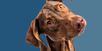 High-Quality Pet Supplies at ePaws