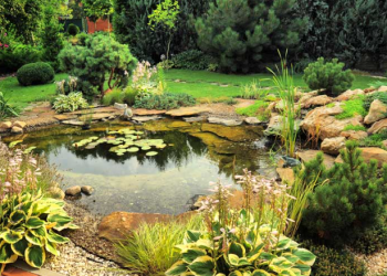Expert Solutions for Every Pond Enthusiast