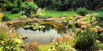 Expert Solutions for Every Pond Enthusiast
