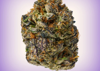 Discover the Future of Cannabis Wellness with Mood