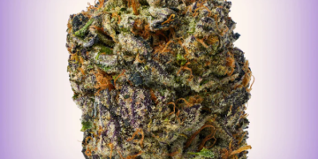 Discover the Future of Cannabis Wellness with Mood