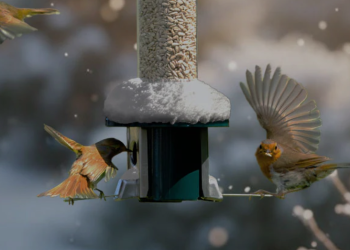 What Makes Roamwild Stand Out