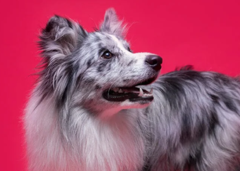 What Sets Mersey Raw Apart in Skincare and Wellness