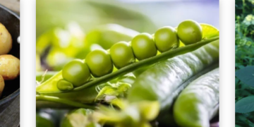 A Detailed Look at Dobies