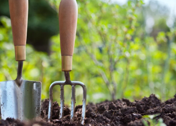 DT Brown Seeds: A Trusted Name for Gardeners and Growers