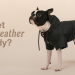 Barc London: Stylish Products Designed for Dogs and Their Owners
