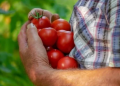 Dobies: A Longstanding Name in Seeds, Plants and Gardening