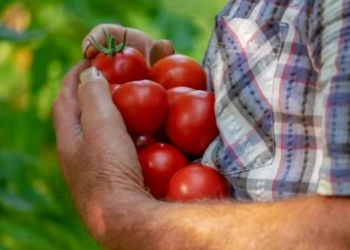 Dobies: A Longstanding Name in Seeds, Plants and Gardening
