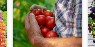 Dobies: A Longstanding Name in Seeds, Plants and Gardening