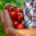 Dobies: A Longstanding Name in Seeds, Plants and Gardening