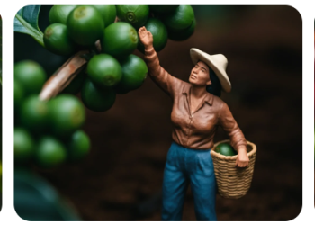 Owens Organic Coffee: Organic Beans, Exceptional Flavour and Responsible Sourcing