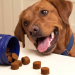 Everyday Pet Wellness with PetLab Co.